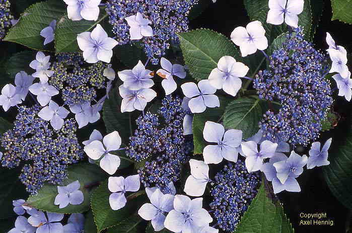 Hortensie<BR>(Hydrangea)