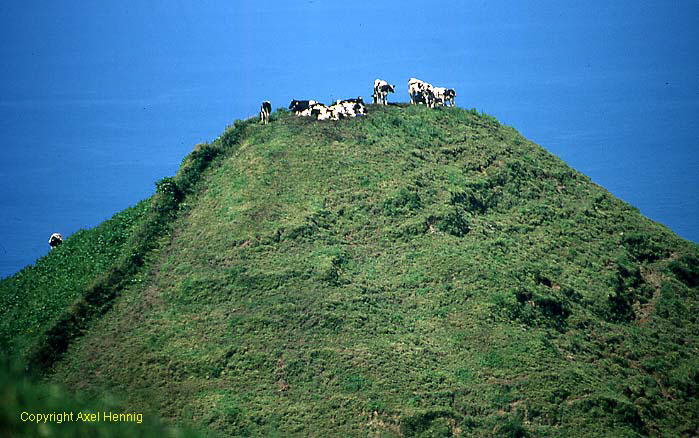 K&uuml;he auf einer<BR><I>Hochebene</I> ;-)