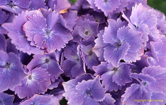 Hortensie<BR>(Hydrangea)