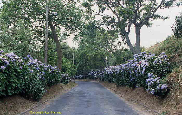 Hortensien<BR>am Stra&szlig;enrand
