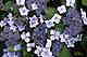 Hortensie<BR>(Hydrangea)