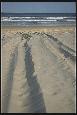 lanes on the beach of Fraser Island