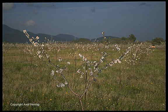 blooming almond