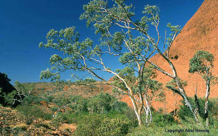 Olgas, Kata Tjuta