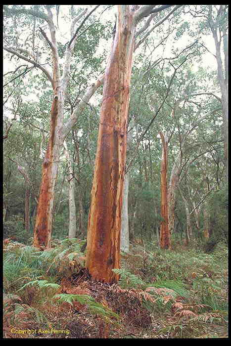 Red Gum, Flora