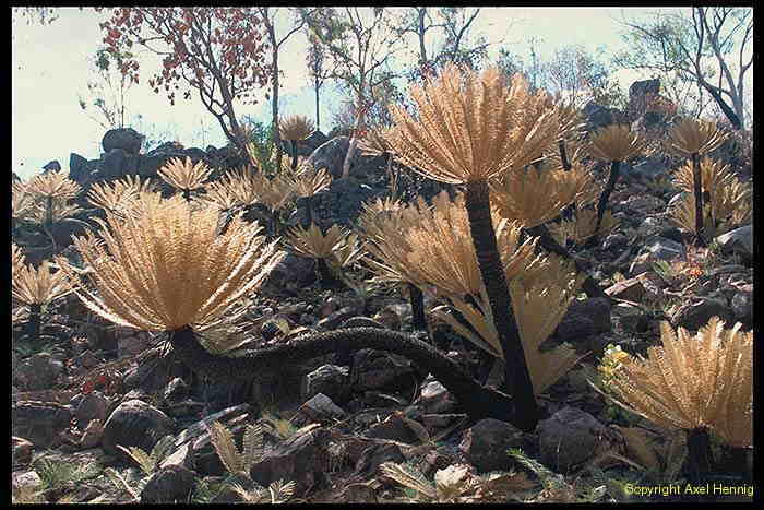 cycads, Litchfiled NP, flora