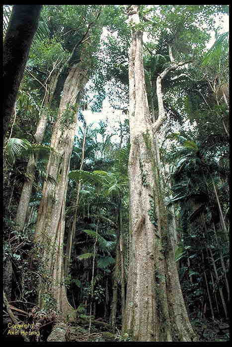 Regenwald am Mt Warning