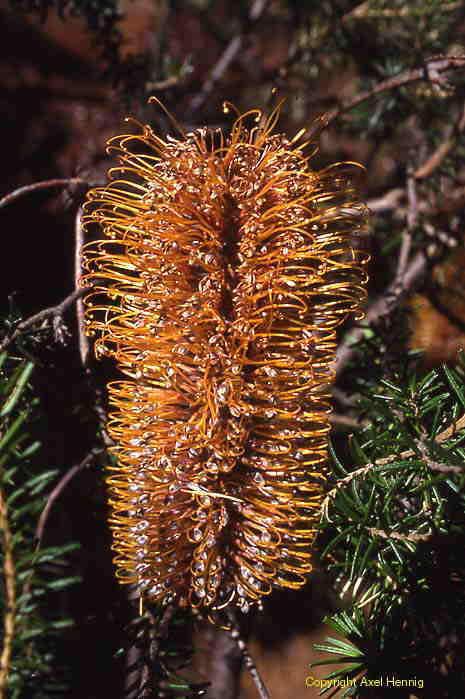 banksia, flora