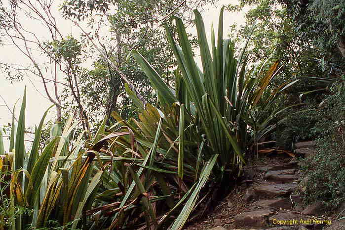 rainforest, mt warning, flora