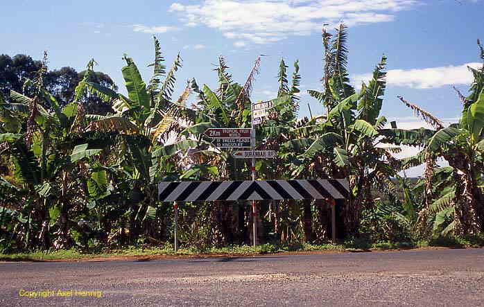 Bananenplantage bei Murwillumbah