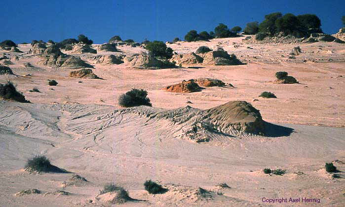 Mungo NP