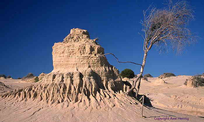 Mungo NP