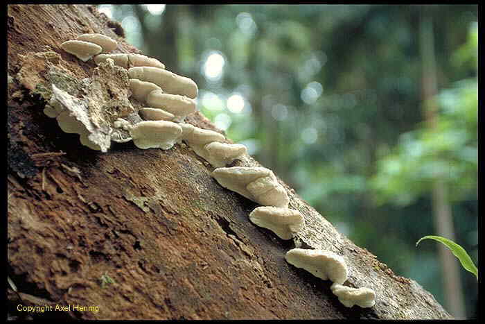 Pilze im Regenwald bei Mt Warning