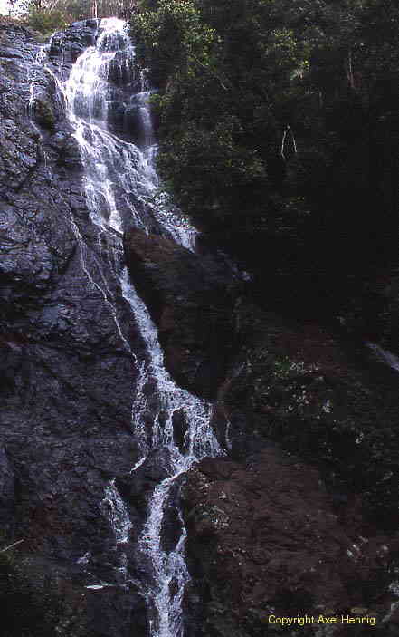 Kondalilla Falls
