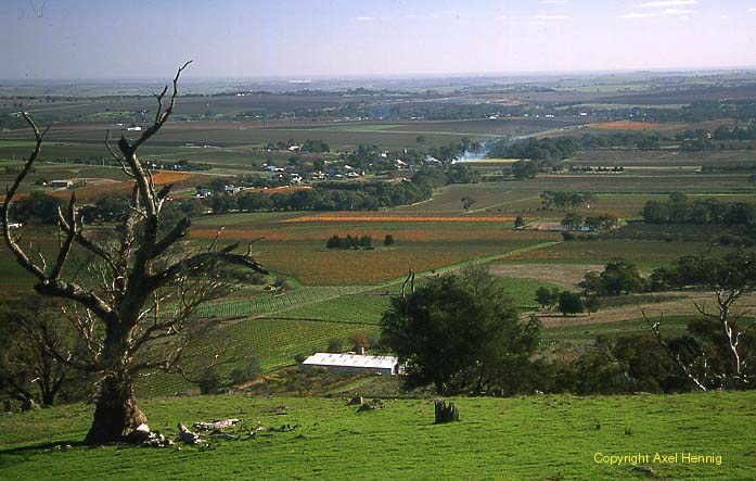 Barossa Valley