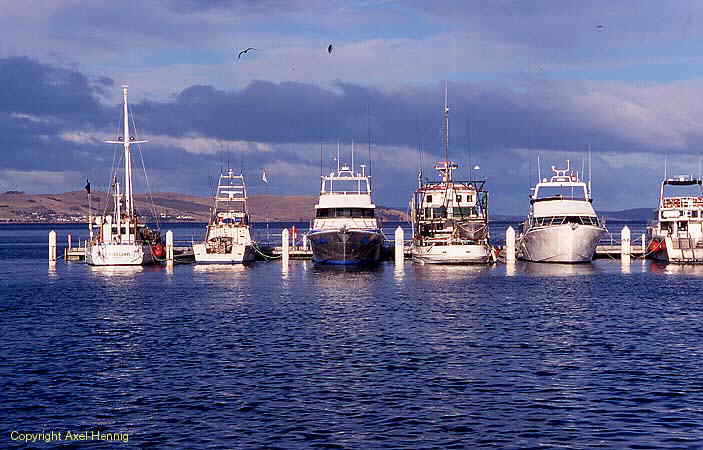 Kings Pier Marina in Hobart