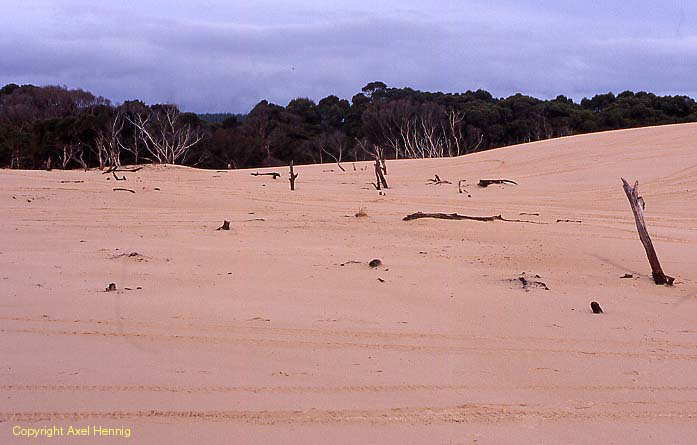 Henty Dunes, Strahan