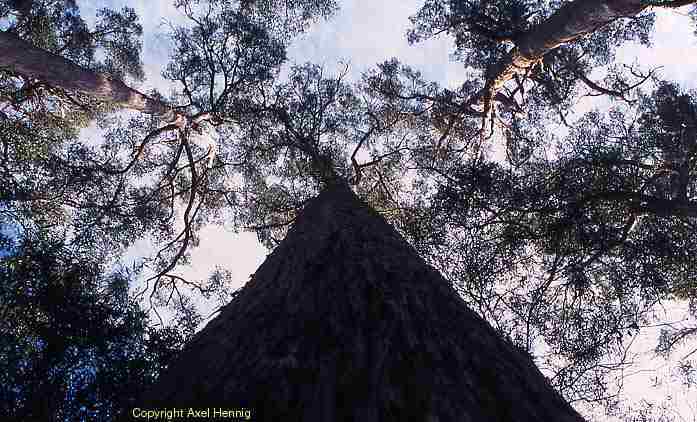 Tall Trees, Mt Field NP, Flora