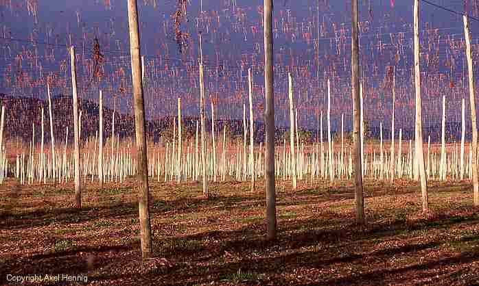 hop-growing