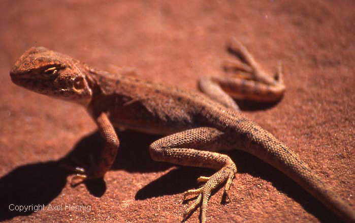 Bartagame
