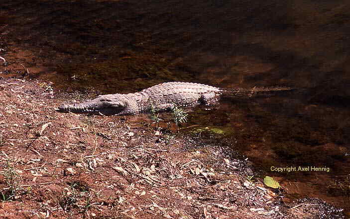 crocodile