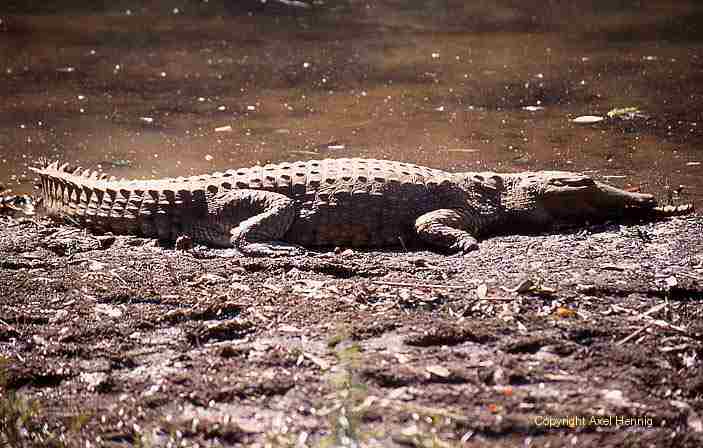 Krokodil
