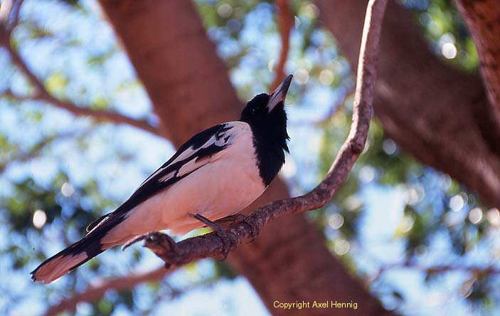 pied butcher bird