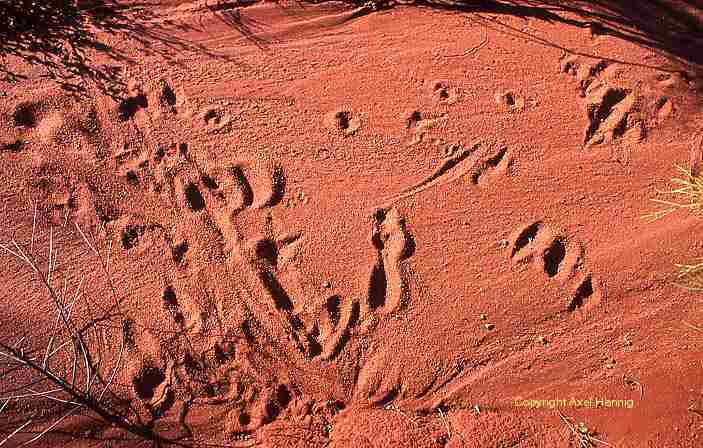 kangaroo footprints