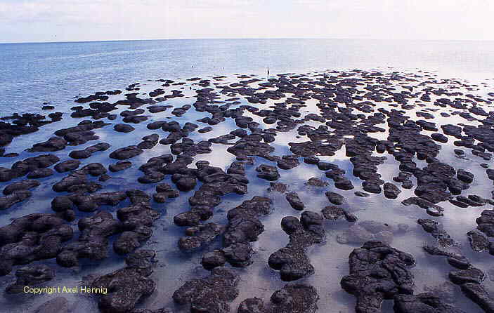 Stromatolithen