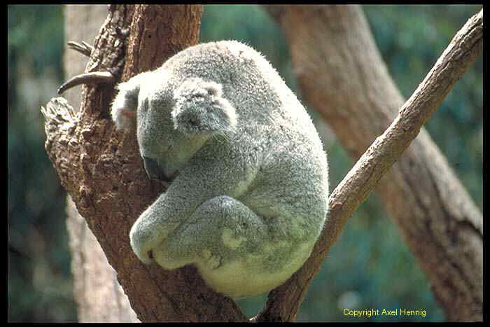 Koala