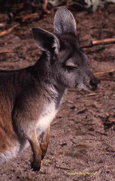 kangaroo, wallaby