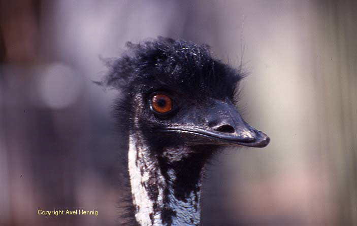 Emu