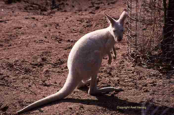 kangaroo, wallaby