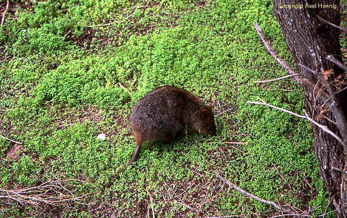 quokka