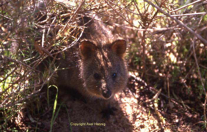 Quokka