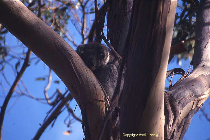 koala