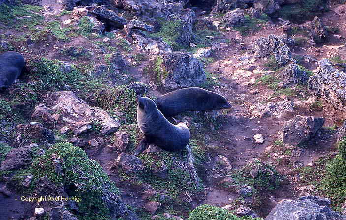 Neuseeland Seel&ouml;wen