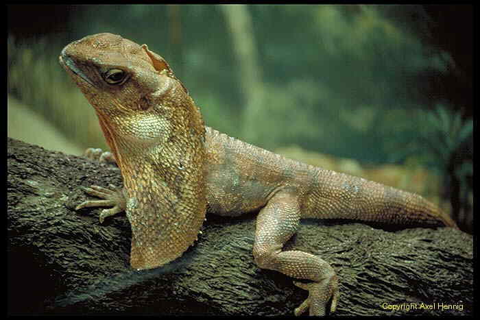 frilled necked lizard