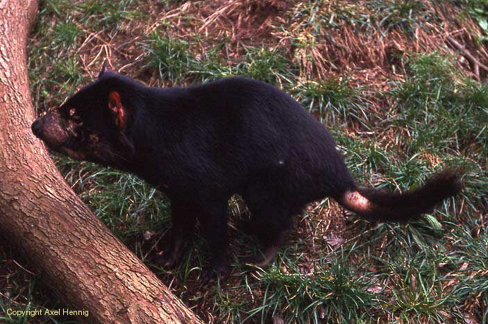 tasmanian devil