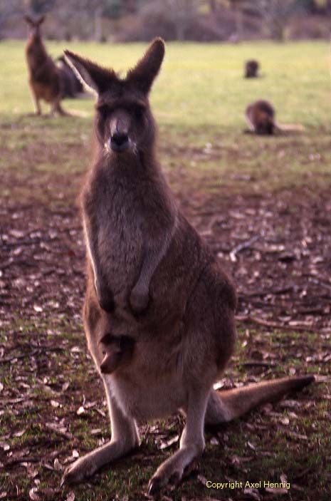 Känguruh, Wallaby