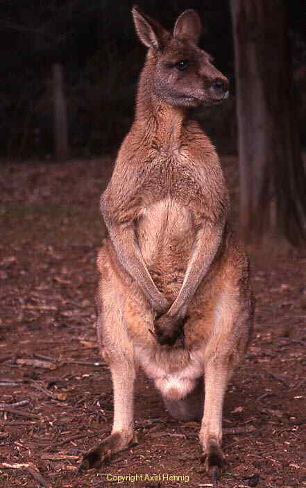 K&auml;nguruh, Wallaby