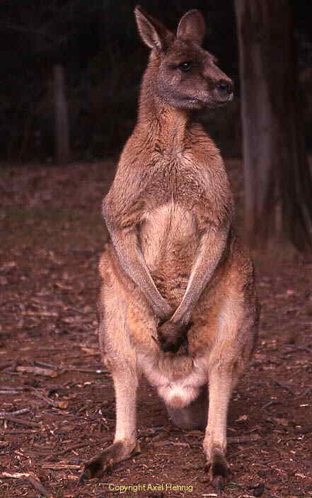 kangaroo, wallaby