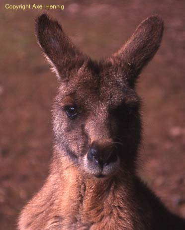 K&auml;nguruh, Wallaby