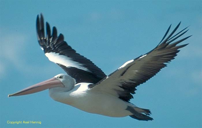 pelican