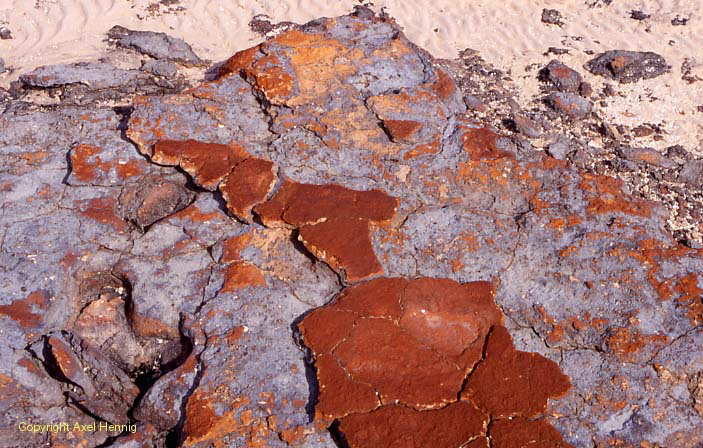stromatolites