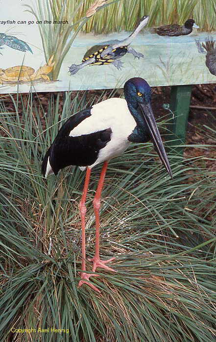 Jabiru