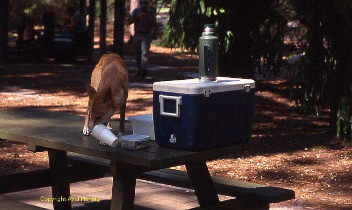 Dingo