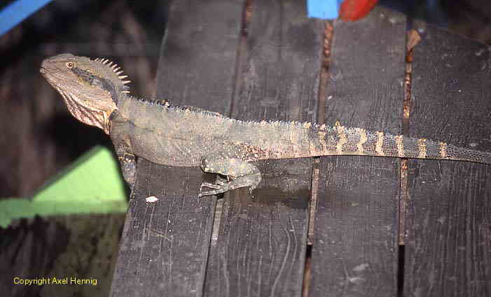 Eastern Water Dragon, Echse