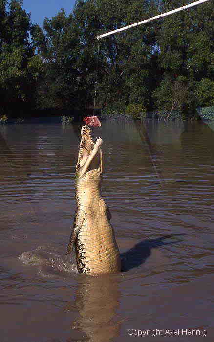 springendes Krokodil
