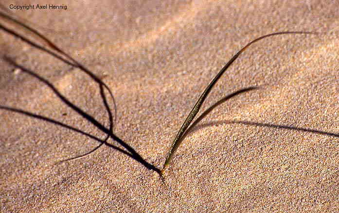 Ninety Mile Beach bei Lakes Entrance